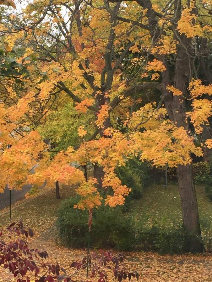 Oak Park Beauties - Tree Lined Streets - Walkable Apartamento Exterior foto